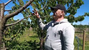 Спасаем черешню,заболевания,вредители...