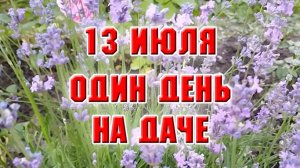 13 июля. Борюсь с крапивой и муравьями, работаю, не покладая рук