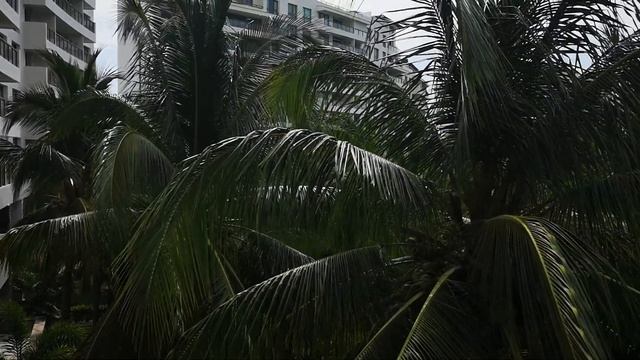 361 Terraza Java La isla residences. смотреть онлайн