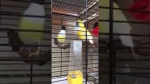 Брачный танец самца амадины Гульда