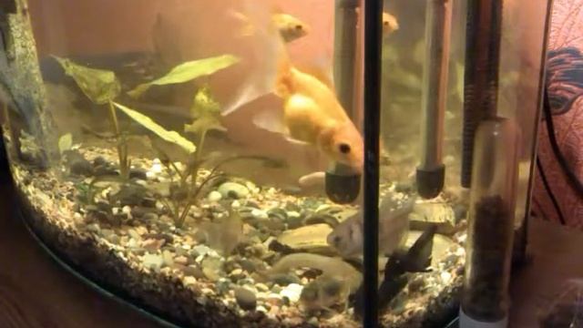My Aquarium: №7 - Кормление рыбок смотреть онлайн