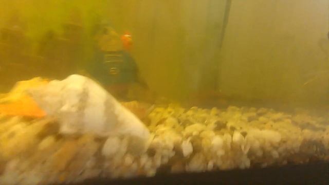 советы для начинающих аквариумистов смотреть онлайн