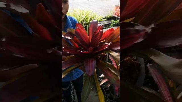 แมกไม้เมืองนนท์ สับปะรดสี ทิลแลนเซีย(พีเจ) смотреть онлайн