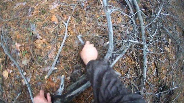 Грибы ПЕСОЧНИКИ!!! Столько грибов я давно не встречал,  растут как на дрожжах.Тихая Охота