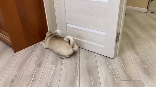 Теперь Я  в шоке от комментариев про АППАРАТЫ FORTE! смотреть онлайн