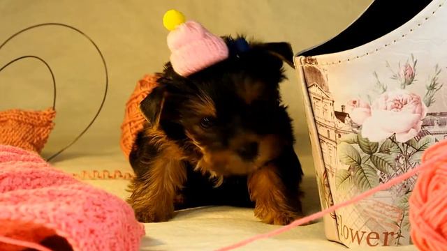 Питомник йоркширских терьеров / Малыш на продажу смотреть онлайн