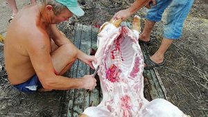 Качественная разделка кабана, Смалим соломой.