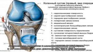 Крестообразная связка коленного сустава и ее патологии