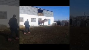 Прдоётся конь ,Орловской породы 3 года, возможен обмен , город Житикара Казахстан обращаться  по но
