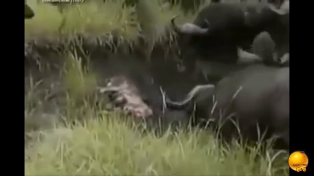 Приколы, Кавказские приколы, Приколы с животными, Неудачи, Тосты смотреть онлайн