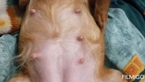 Шевеление щенков у Той терьера