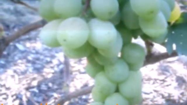 Виноград Алекса смотреть онлайн