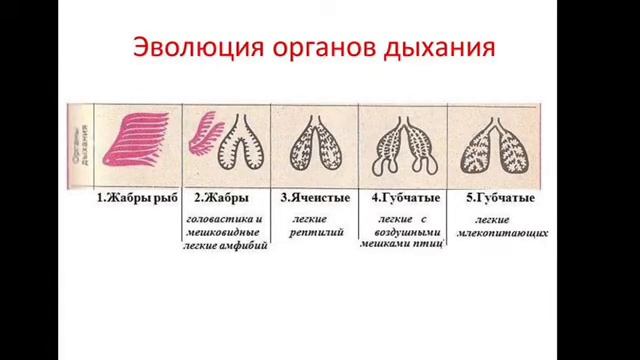 Биология. Эволюционное развитие органов дыхания в наземно - воздушной среде