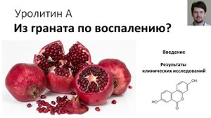 Уролитин А - помощь при хроническом воспалении? Введение.