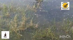 ЗМЕЙ ГОЛОВА ОЧЕНЬ КРУПНЫЙ КАК #АНАКОНДА