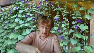 Ипомея, вьющаяся лиана .Как посадить ипомею?