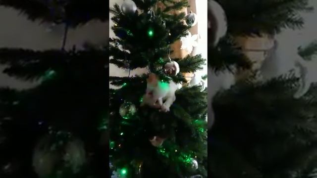 Ksenia (kitten) plays with a Christmas tree - Ксюха (кисюсик) играет с новогодней елкой смотреть онлайн