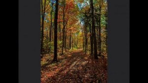 Буктрейлер по произведению Е И Носова "Хитрюга"( Нагаёва Э. С.)