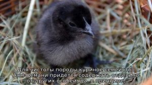 Аям Цемани (порода кур): описание