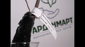 Яблоня колоновидная Баргузин