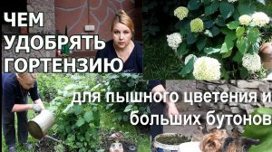 Чем удобрять гортензию для пышного цветения и больших бутонов