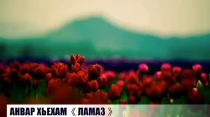 Анвар хаз хьехам ламаз