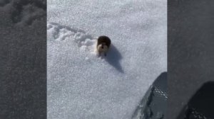 Норвежский лемминг агрессивно защищает свою территорию от чужаков на горнолыжном склоне.