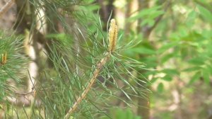 Стойкое сердце  8  Чудо-настрои академика Сытина Г.Н.