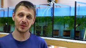 Не упусти её! Практическое руководство. Беременная рыбка-живородка. Что делать?