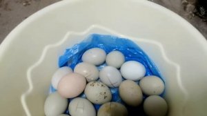 Последнее овоскопирование яиц в инкубаторе, 15 день закладки.