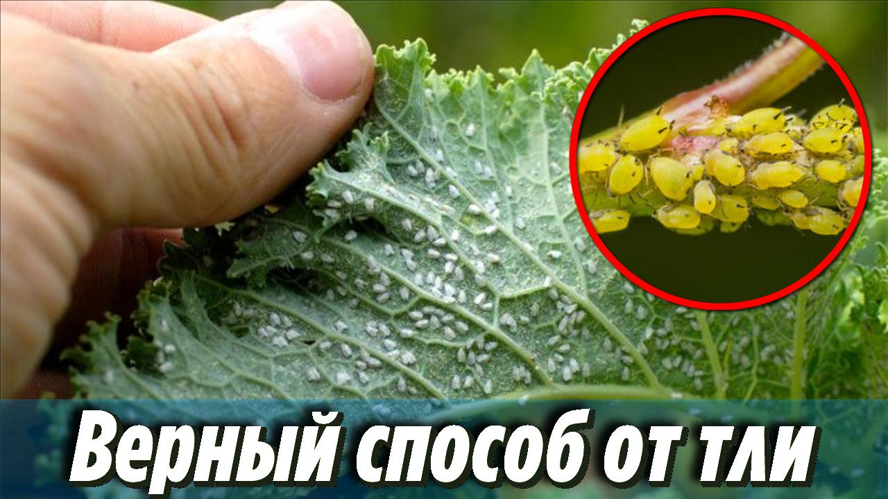 Тля теперь в прошлом. Способ, который работает уже после первого применения Дачные Советы