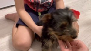 Мне подарили собаку!