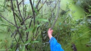 ПОСТАВУШКИ с ФЛАЖКАМИ! Ловля щуки на живца с берега (живец - карась)