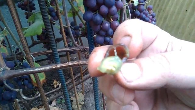 виноград Агат донской смотреть онлайн