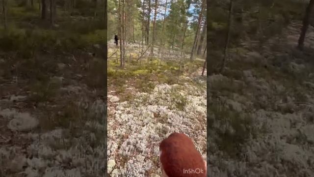 СБОР ГРИБОВ В КАРЕЛИИ 12.09.22г третья серия смотреть онлайн