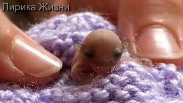 Собаки нашли в Грязи это крошечное Создание... смотреть онлайн