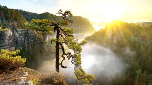 Красивое дерево с падающими листьями - живые обои