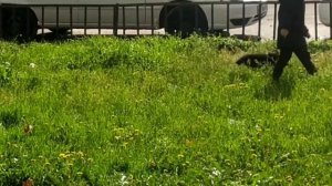Щенок немецкой овчарки играет с ребенком! German Shepherd puppy is playing with a child!
