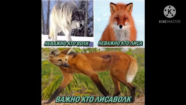 Цитаты про волков🐺АУФ☝️