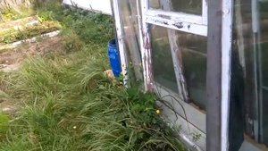 Урожай КАРТОФЕЛЯ на ГРЯДКАХ Розума! 2021 г.