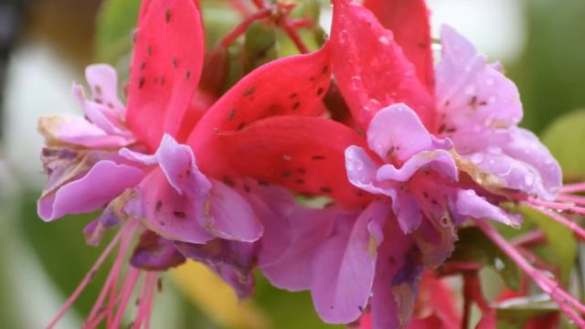 Trombonist Les Weddell смотреть онлайн