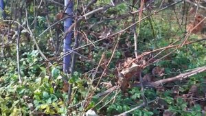 Секатор плоскостной ЦЕНТРОИНСТРУМЕНТ Видеоотзыв (обзор) Александра