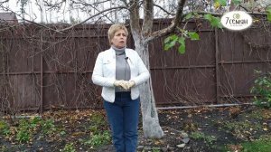 БЕЛИТЬ ИЛИ НЕТ? Правильная побелка плодовых деревьев осенью / 7 Семян