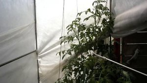 ЙОД И МОЛОЧНАЯ СЫВОРОТКА ОТ ФИТОФТОРЫ.
