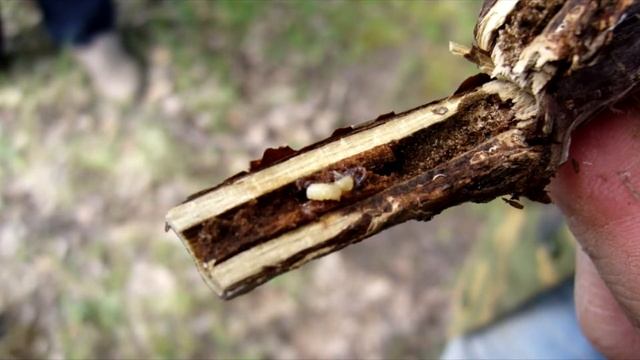 Весенние работы: #1 Как ухаживать за плодовыми деревьями и кустарниками смотреть онлайн