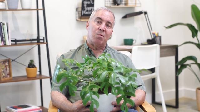 Plant Hunter Stories - Mini Monstera (Rhaphidophora tetrasperma) | Costa Farms Trending Tropicals® смотреть онлайн