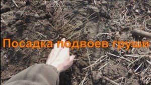 Посадка подвоев груши