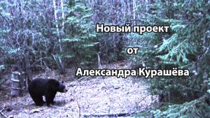 Новый проект Александра Курашёва об охоте с луком, арбалетом, огнестрельным оружием и не только!