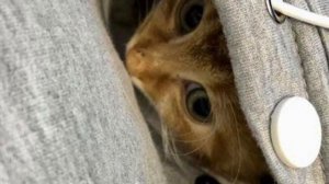 Бездомный котенок дрожал при ходьбе, и не мог стоять на лапках, причина этого поражает