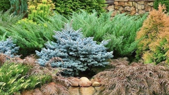 ХВОЙНЫЕ С СИЗО-ГОЛУБОЙ ХВОЕЙ.Picea glauca Pendula/Juniperus horizontalis Blue Chip/Evergreen garden.